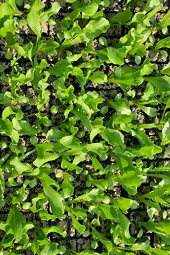 Eisbergsalat im 10er Pack, Eisbergpflanzen, Eissalat kaufen, Gemüsepflanzen, Lactuca sativa var. capitata Grün
