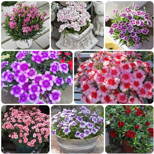 Semi di chiodi di garofano barbuti, Le di chiodi di garofano barbuto sono resistenti Dianthus chinensis, da balcone resistenti semi biologici 100pcs