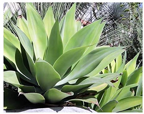 Pcs - 10x Agave Attenuata Subsp. Attenuata Dragonnier Pflanzen-Samen B1877 - Seeds & Plants Shop by Ipsa