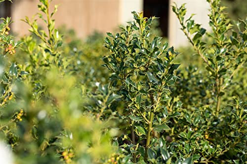 Ilex aquifolium 'Alaska' 100-125 cm - Stechpalme, immergrün, rote Beeren, winterhart, ideal für Hecken und Sichtschutz, pflegeleicht