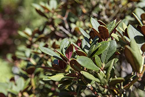 Rhododendron neriiflorum Burletta 50-60 cm, immergrün winterhart