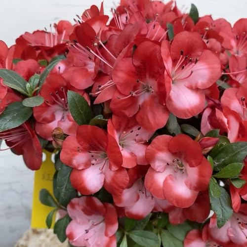 semillas de rododendro - con, exóticas resistentes pleno sol decoración sala estar variedades orgánicas 225pcs