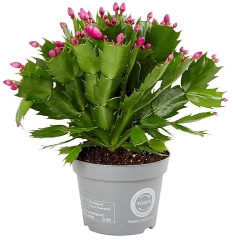 Cactus de Pascua - Schlumbergera Planta de Interior con Flores Colgantes