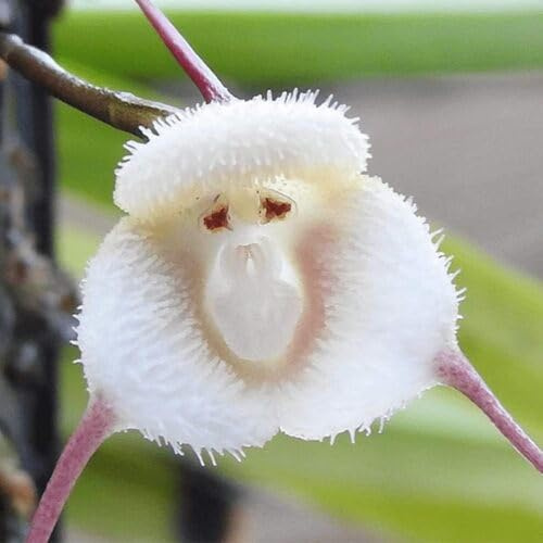 100 semi di orchidea con faccia di scimmia