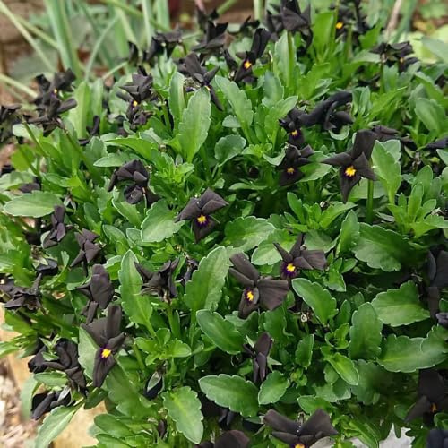 semi di viola cornuta perenne per aiuole rialzate, viola cornuta, aiuola, esotiche resistenti to perenni, decorazione 550pcs