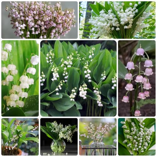8bulbos Comprar de lirio de los valles balcón, lirio los valles ación temprana, silvestres, balcón regalos sostenibles, decoración