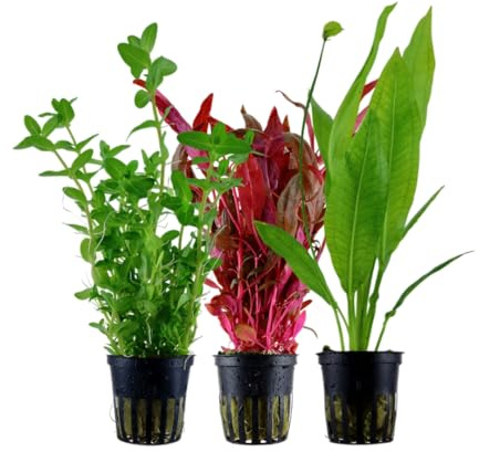AquaOne Aquarium Pflanzen I 3X Wasserpflanzen I Hintergrund Aquarienpflanzen I Alternanthera Echinodorus Bacopa I Set mit 3 volldurchwurzelten Hintergrundpflanzen