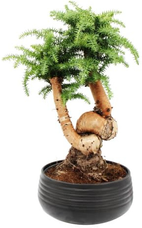 Zimmerbonsai Araucaria cunninghamii Zimmertanne Neuguinea-Araukarie ca. 65cm hoch 26cm Schale Schwarz Keramik