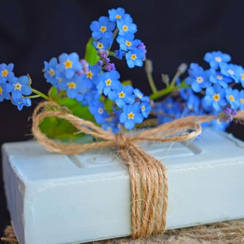 vergissmeinnicht wiesenblumen balkonblumen garten stauden winterhart mehrjährig winterharte für balkon kräutergarten balkonpflanzen winterhart 80samen