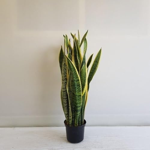 Sanseveria Sansevieria laurentii pianta in vaso ø17 cm, H60cm.