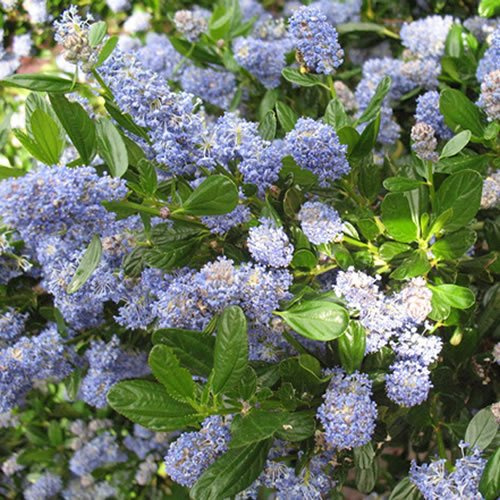 1 X Ceanothus 'Skylark' arbuste persistant rustique en pot, plante de jardin.