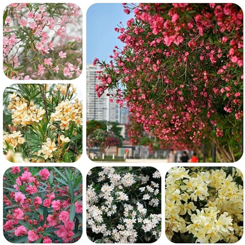 semillas de adelfa resistentes - balcón jardín perenne 20pcs