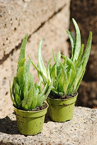 Echte Aloe Vera, üppige Pflanzen,ca. 30 cm Gesamthöhe (4 Pflanzen)