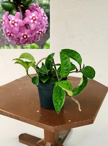 HOYA KRINKLE, vaso 12cm diametro, pianta vera