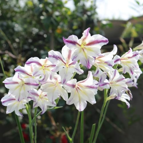 bulbos de gladiolosa resistente - exterior decoraciones jardín 4pcs