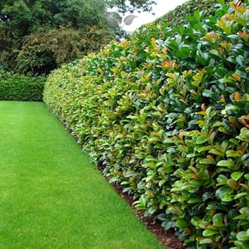 Kirschlorbeer Lorbeerkirsche Etna 140-160 cm. 10 Pflanzen - Kirschlorbeer Hecke
