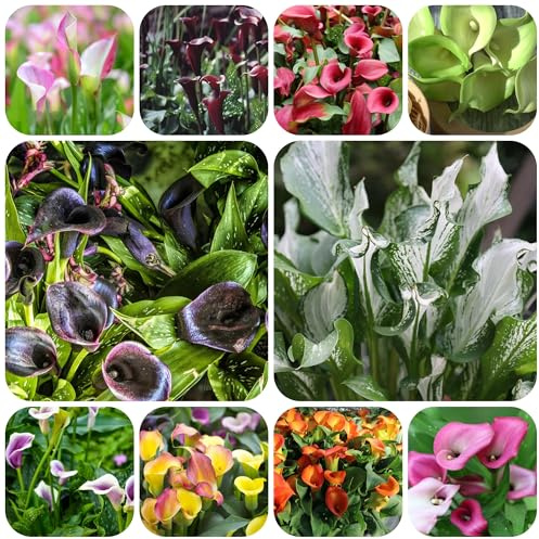 Gigli di calla in vaso, di selvatici, Callato decorazioni da giardino per esterni da giardino e selvatici 8bulbi