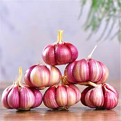 Elephant Garlic, Great for Planting, Strong Garlic, Eating or Cooking! Non GMO. Milder Tasting Garlic-1000 g
