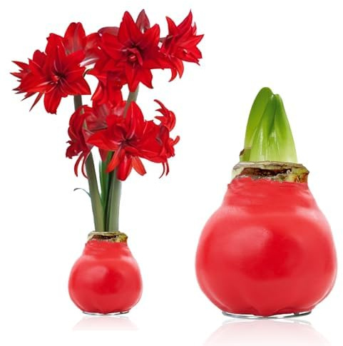 Amaryllis in Wachs Double Crimson - 1 Wachsamaryllis Blumenzwiebel | Wax Amaryllis Zwiebel in Großformat 30/32, Exklusive Echte Pflanzen aus Holland, Hippeastrum (keine Samen, nicht künstlich)