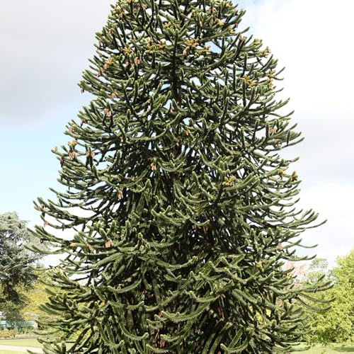 araucaria araucana - balkongarten pflanzenkübel wildkräuter kräuterpflanzen kräutergarten bonsai topf stauden winterhart mehrjährig grünpflanzen kübelpflanzen winterhart mehrjährig 90samen