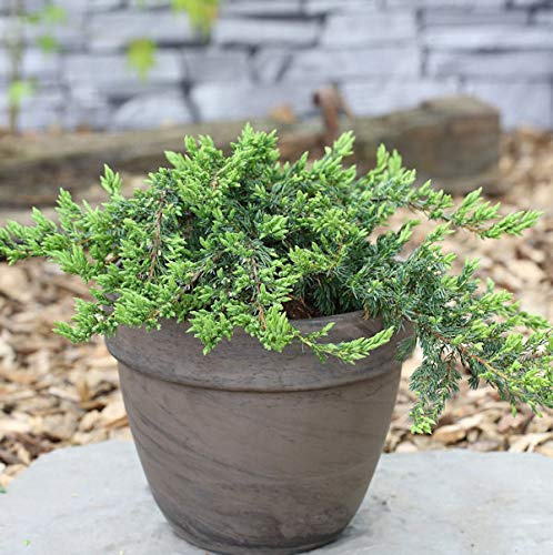 Kriechender Wacholder 30-40cm - Juniperus communis - lebende Gartenpflanze aus den Baumschulen