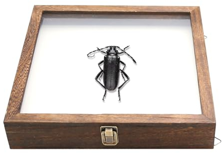 Saihisday 28,9 x 35,6 cm Holz-Schattenkasten, Vitrine mit EVA-Rückseite, Acryl-Fenstertür mit Scharnier, ideal für Erinnerungsvitrinen von Blumen, Hochzeitsstrauß, Erinnerungsstücke, Bilder,