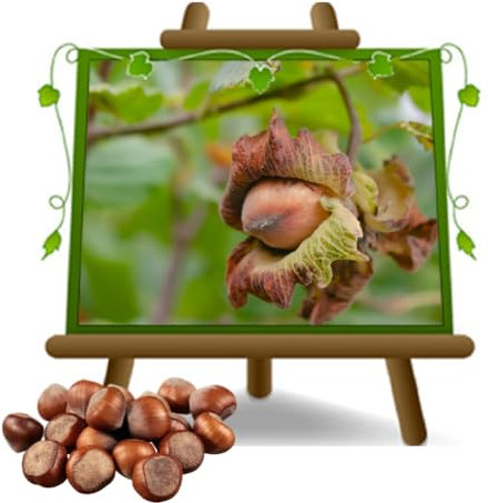 EURO PLANTS VIVAI Nocciolo Gentile delle Langhe - Pianta su Vaso da 26 cm - Altezza 180-200 cm - Età 4 Anni