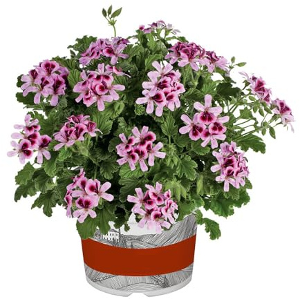 Geranium ‘Orange Fizz’ 2L Plant. Pink flowers. Scented leaves. Pelargonium. Available from Bedwen Plants