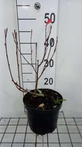 Aronia prun. 'Nero' - Apfelbeere 'Nero' 50-60 cm Container