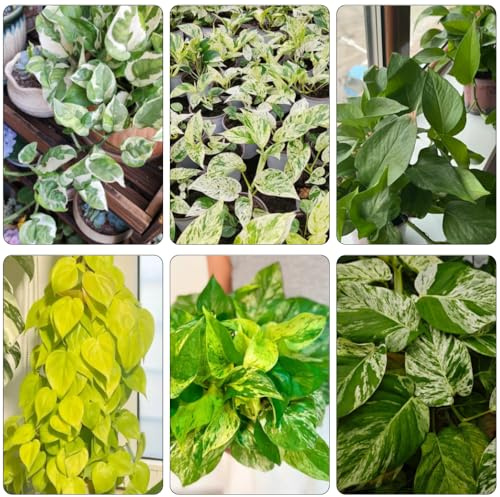 Epipremnum aureum - Pothos di ufficio giardino interno esotica decorazione balcone letti elevati semi resistenti giardino interno 300pcs