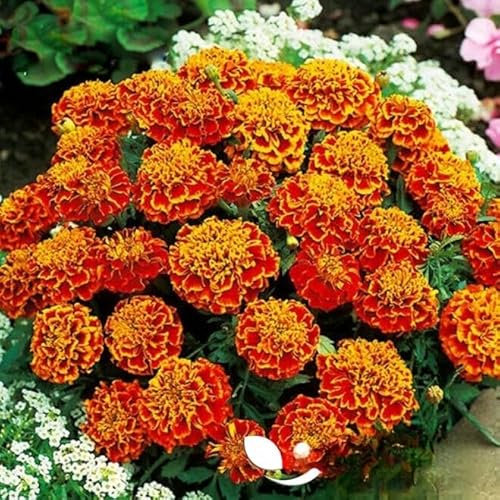 French Marigold 'Honeycomb' - 350 Seeds + Plant tag + Freebie (Tagetes patula Nana)