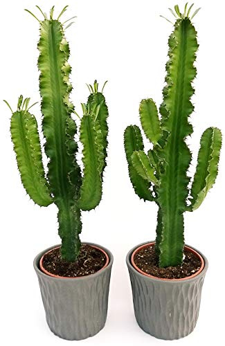POWERS TO FLOWERS - EUPHORBIA VULCANA ERITREA, SPINA DI CRISTO, CACTUS DEL FREDDO, 2 PIANTE IN VASO CERAMICA ANTRACITE, vaso 20cm altezza 70cm, pianta vera