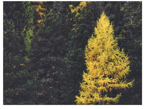1500 Teile WunderschöNes Dekoration Puzzle Geschenke-Wälder,Nadelbäume,Bäume 87x57cm
