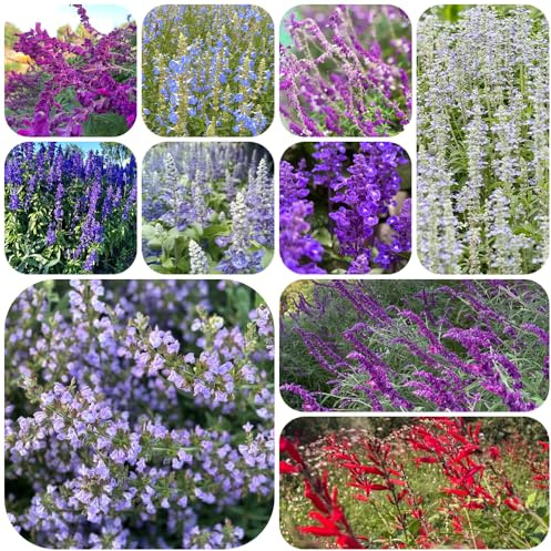semillas de salvia - interior exóticas exterior balcón, resistentes el jardín 350pcs