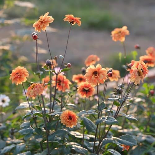 tuberi di dalia decorazione autunnali selvatici balcone giardino 3pcs