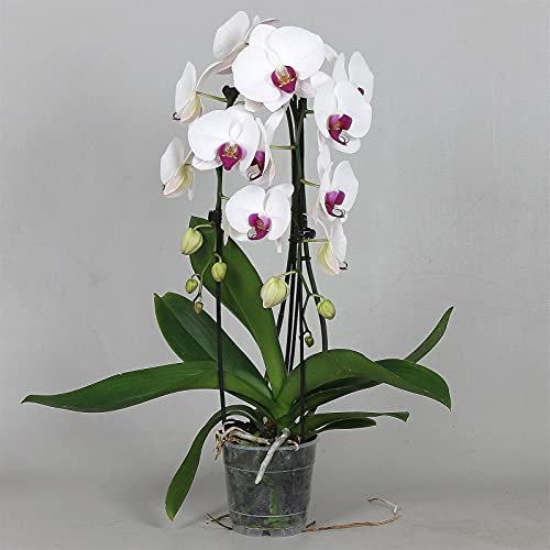 Phalaenopsis White Live Orchid Plant 2 Spikes Cascade in12cm Pot 50cm Tall