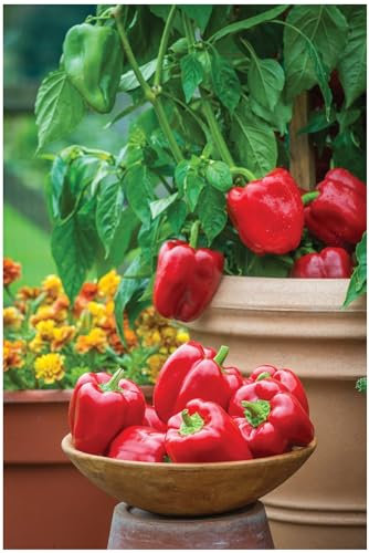PREMIER SEEDS DIRECT - Sweet Pepper - POPTI F1 - Seeds (8-Seeds)