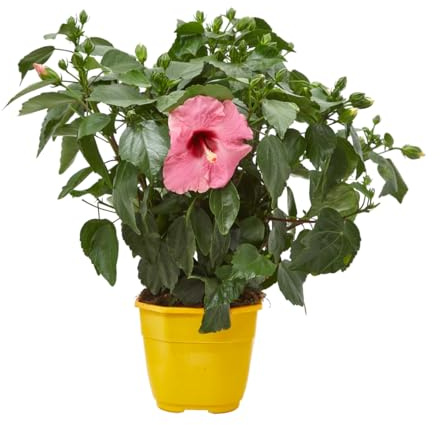 Verdecora Hibisco en maceta 3L | Hibiscus spp. | Planta de Interior y Exterior | Flores Exóticas y Coloridas | Arbusto Natural | Ideal para Decoración Tropical
