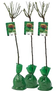 3er Set Stammrosen XXL rot 120-140cm winterhart mit Scholle