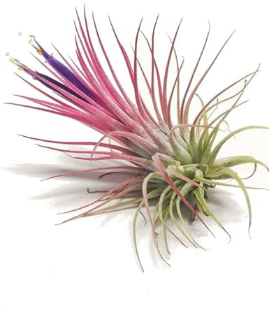 Flor del Aire de Color Rojo Planta Tillandsia Natural