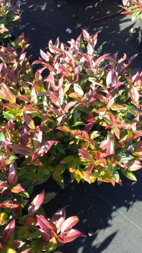 Traubenheide Leucothoe Scarletta ® 30-40 cm breit 3 L Topf | Immergrün, winterhart & schattenverträglich – farbwechselndes Laub, pflegeleicht für Beet & schattige Gärten