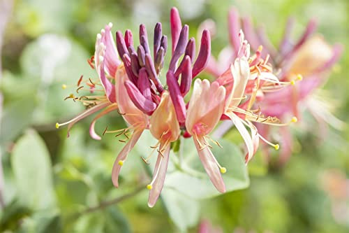 Lonicera periclymenum 40–60 cm – Winterhart, Mehrjährig, Pflegeleicht – Waldgeißblatt – Kletterpflanze für Pergola & Rankhilfe