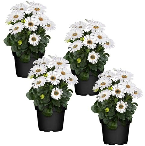 DECOALIVE Dimorphoteca Color Blanco - Pack 4 Unidades - Plantas Naturales con Flores para Terraza y Jardín - Margaritas Blancas
