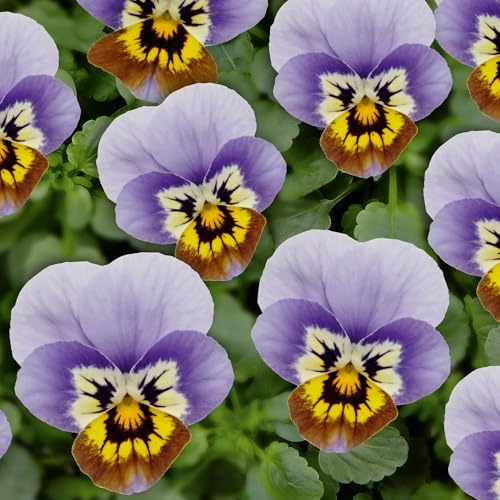 Viola 'Ice Babies Marina'. Plug Plant x6. Winter flowering bedding plants for hanging baskets. Bedwen Plants Online Garden Centre.
