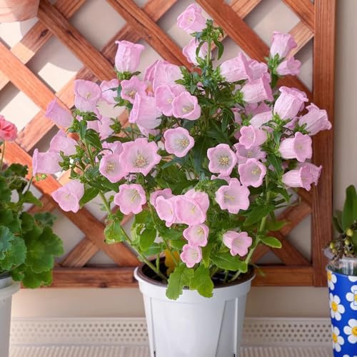 semi di campanula, tappezzanti, resistenti, perenni vecchie varietà aiuole rialzate 200pcs