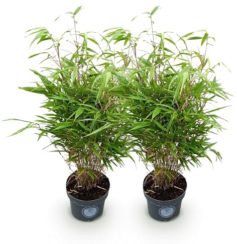 Green boutiQ - Graminées - Fargesia Rufa - Bambou - Ne s'étend pas - Vert - 2 Plantes - Pot 23 cm - Hauteur 80 cm