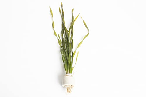 Lincolnshire Pond Plants Ltd - Twisted VALLIS - Live Aquarium Plant - Corkscrew vallis - vallisneria tortifolia - Tropical Fish Tank (30 Strands - 6 Rings)
