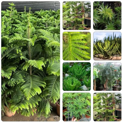 araucaria araucana - pflanzendeko stauden winterhart mehrjährig gartensamen bonsai topf pflanzensamen exotische zimmerpflanzen grünpflanzen balkongarten pflanzenkübel kräuterpflanzen 50samen