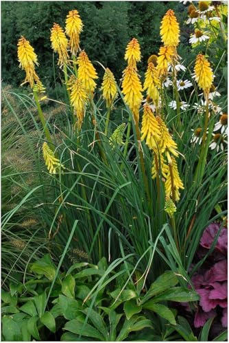 Stauden Gänge 5 x Kniphofia 'Banana Popsicle' Fackellilie Gelb winterhart | Fackellilie – winterharte Staude & Dauerblüher für sonnige Beete, mehrjährig, bienenfreundlich, 1 L Topf (11x11 cm)