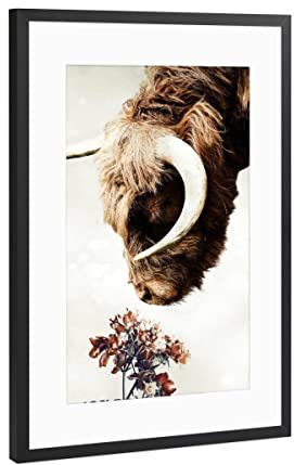 artboxONE Poster mit Rahmen Schwarz (Metallic) 45x30 cm Hochlandkuh von Wouter Rikken - gerahmtes Poster